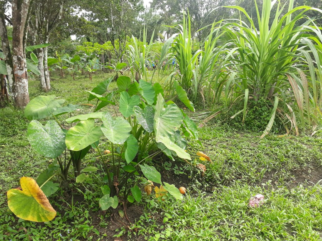 MISKITO
